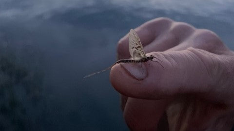 Close Up of a Brown Drake Adult on the Missouri River