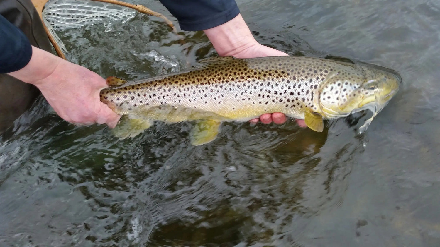 A Missouri River Brown Trout Being Released Back into the Water
