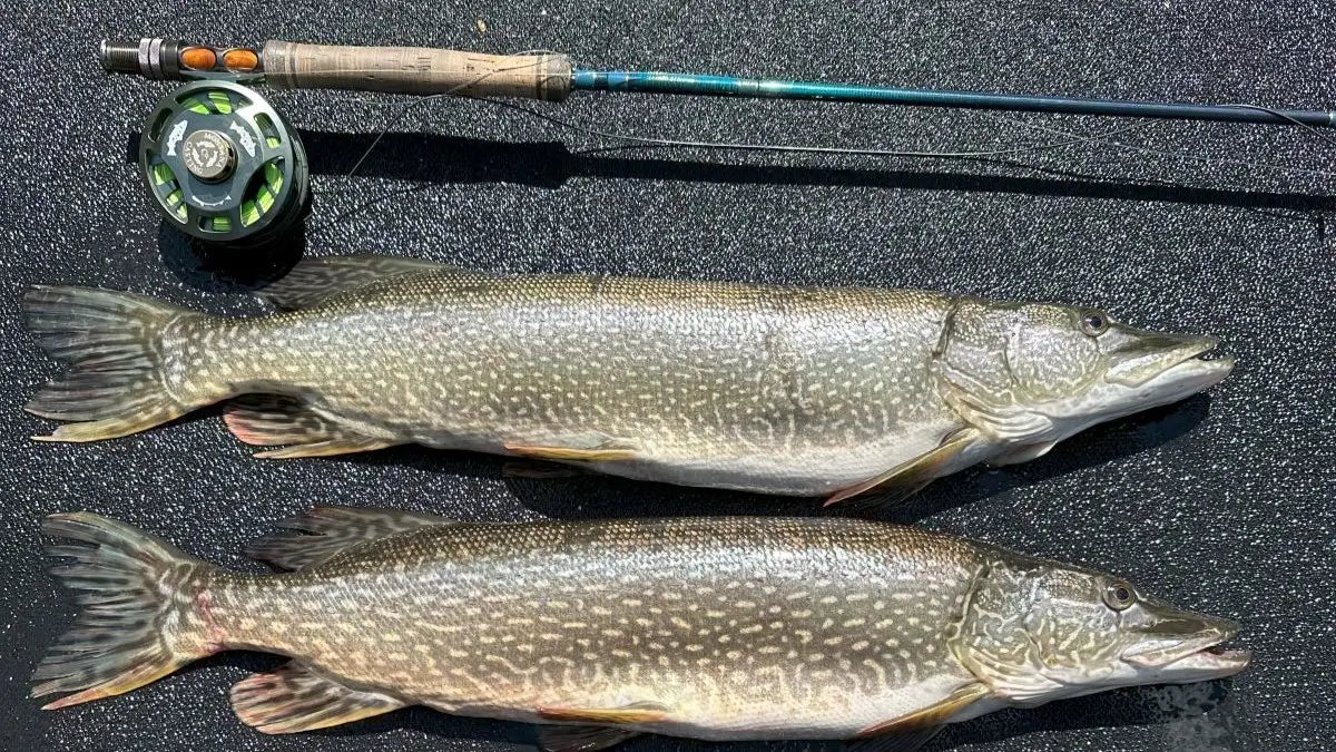 Close Up of 30-inch Pike Caught on Fly Rod