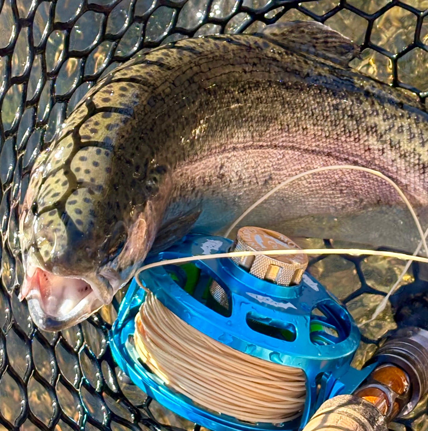Texas Rainbow Trout Next to an Envy 406 Fly Fishing Reel