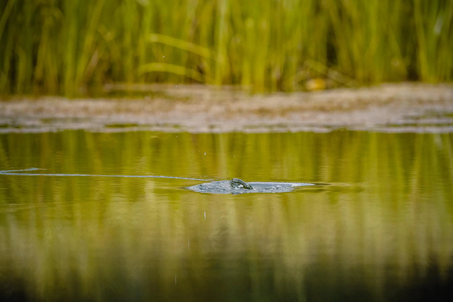 Trout Rising to Take a Dry Fly