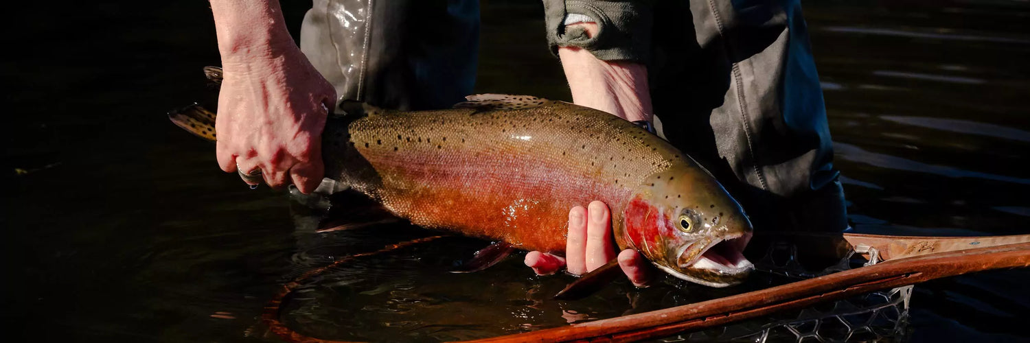 Best Fly Fishing Rods for Trout