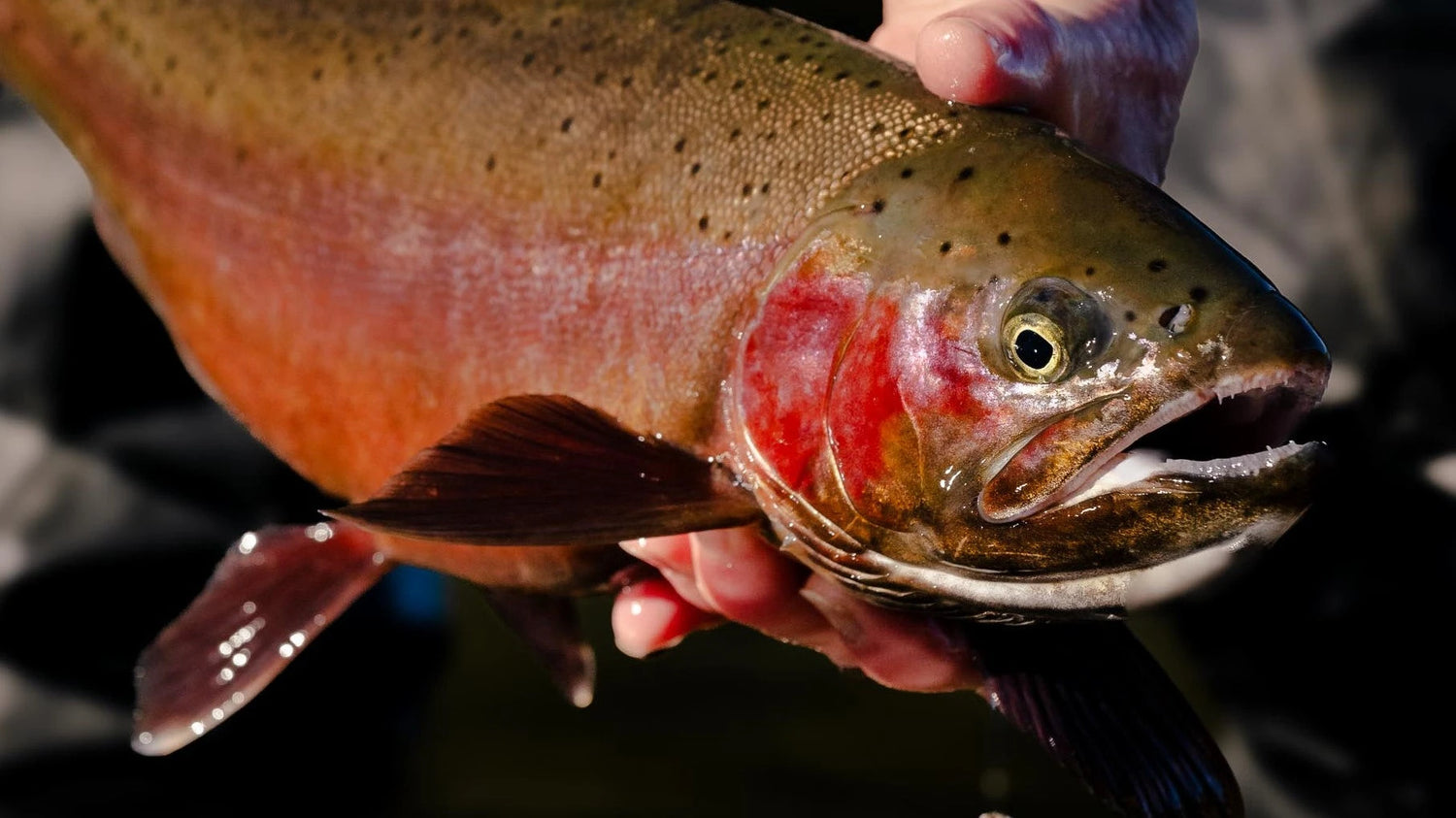 Trout About to be Released