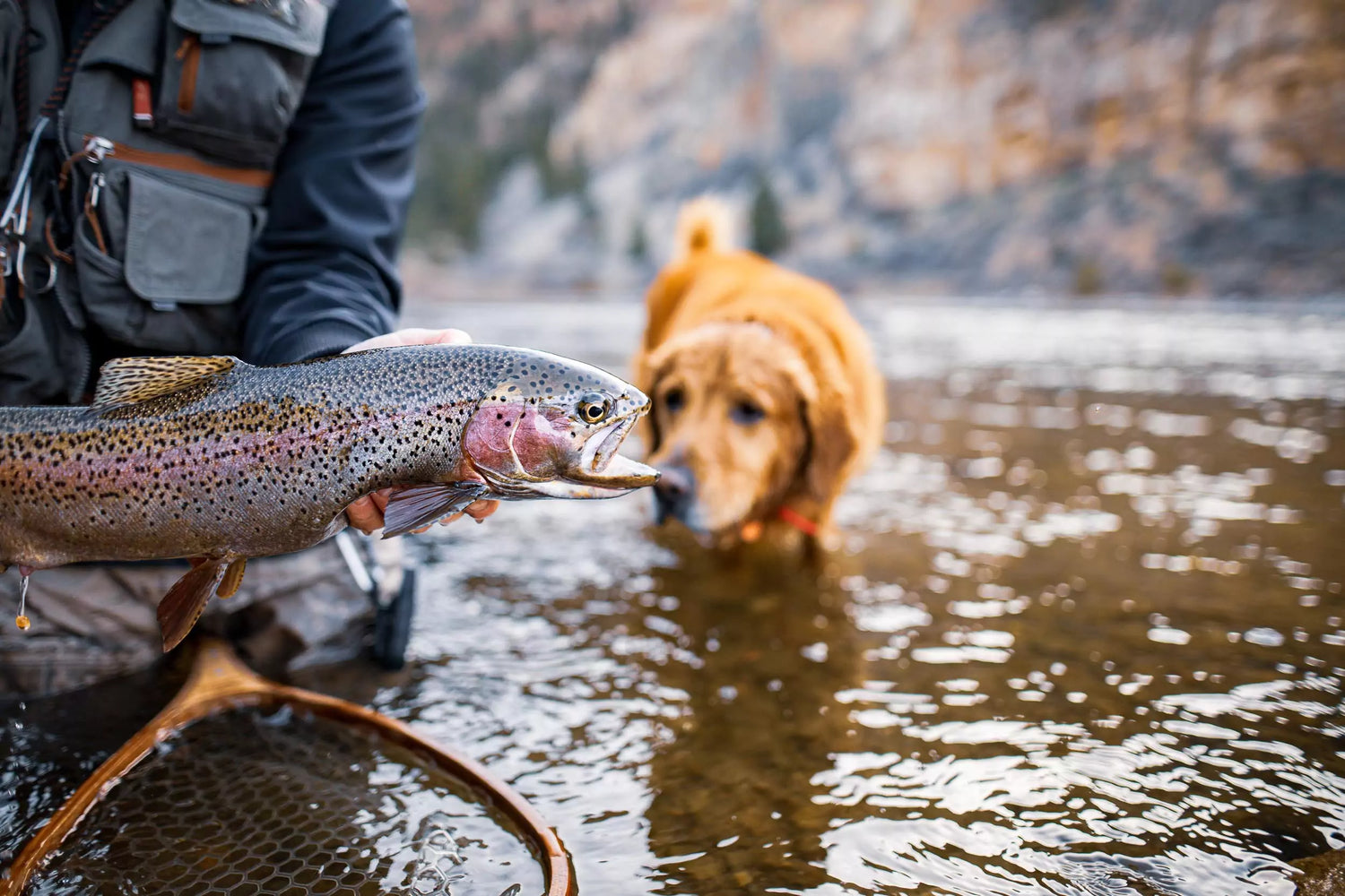 Trout with Golden Retriever Dog in Background