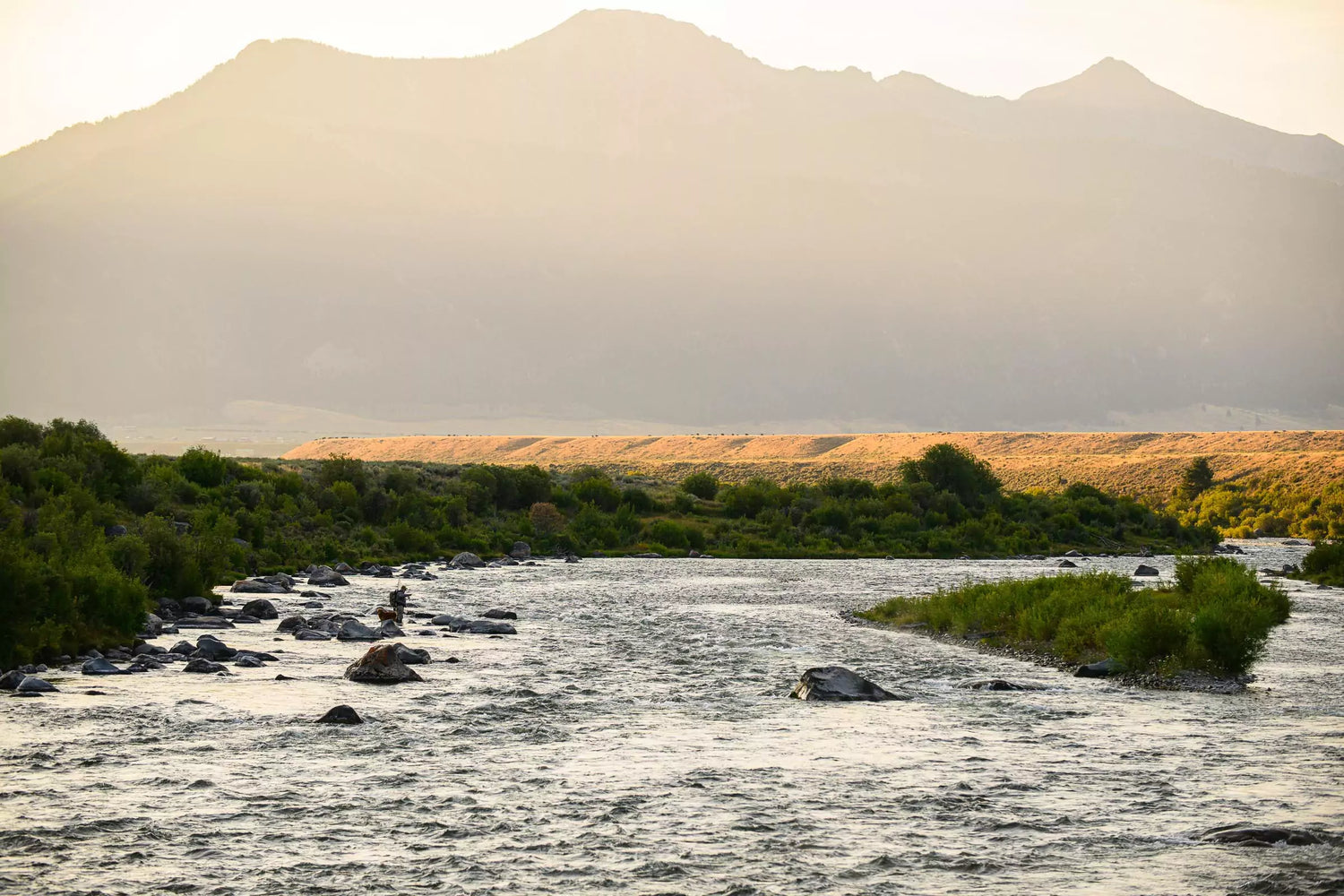 A Fly Fisherman Wades the Upper Madison River with His Dog
