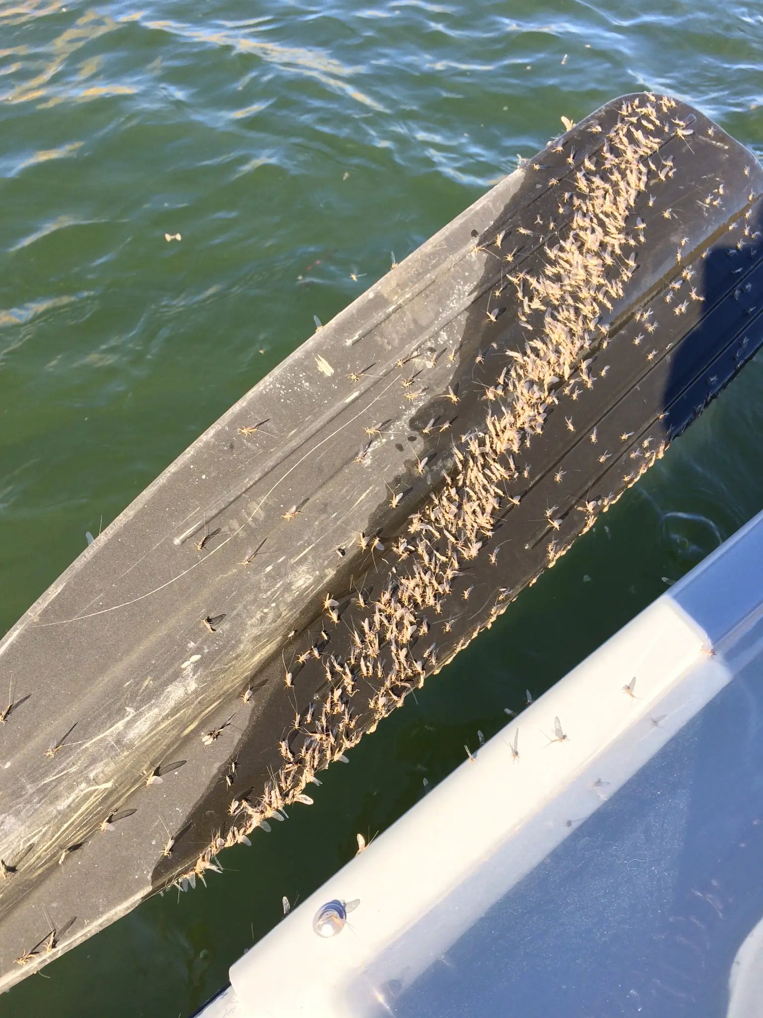 Baetis on an Oar