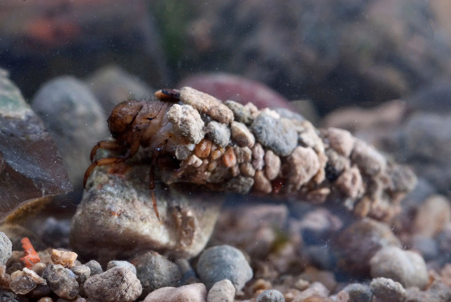 Caddisfly Nymph in Case