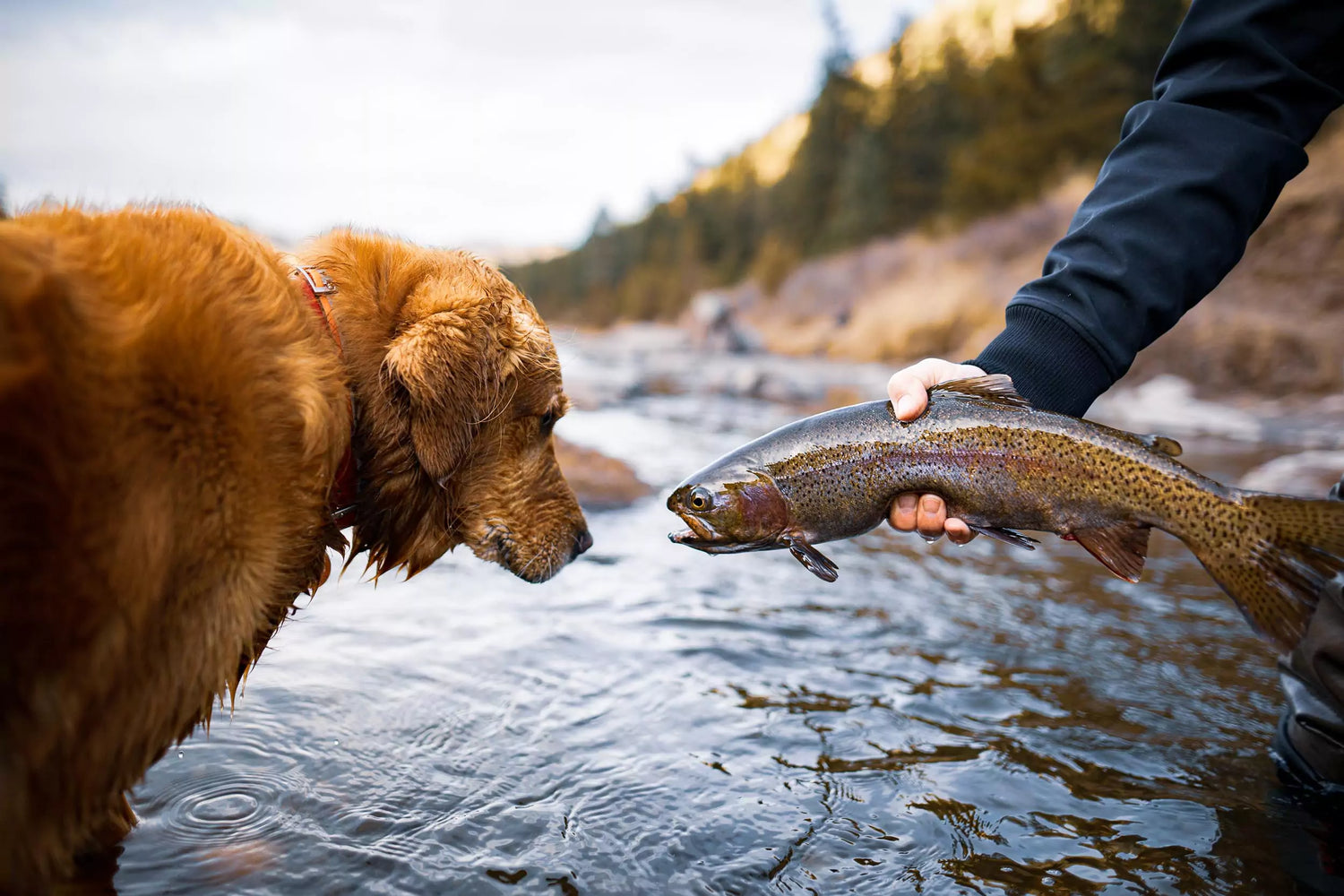 Golden Retriever Sniffs a Trout Caught While Fly Fishing