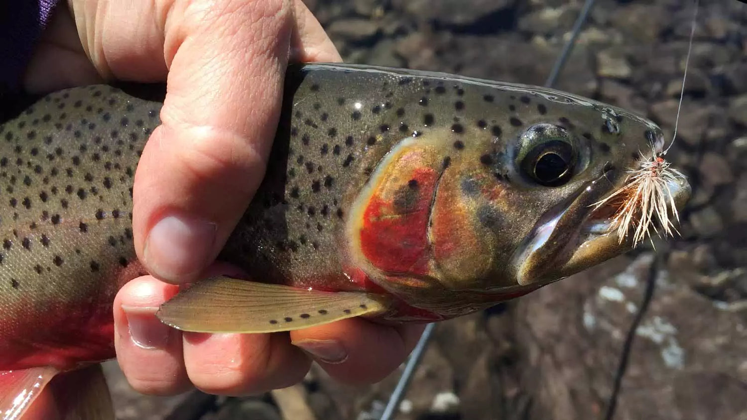 Warm Springs Fly Rod and Cutthroat Trout with a Dry Fly