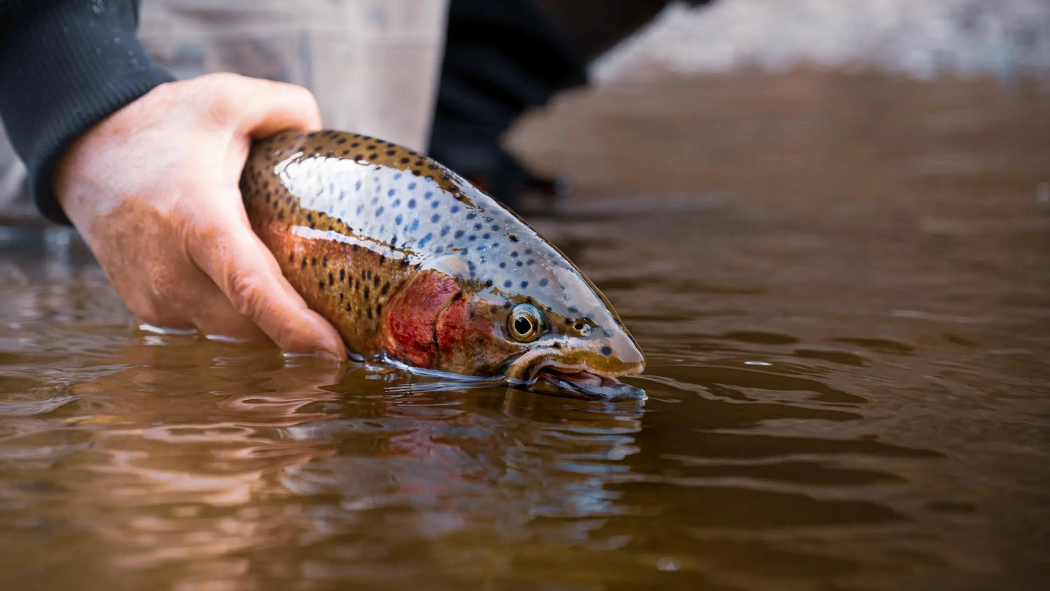 Releasing a Rainbow Trout During Fall Fly Fishing Season