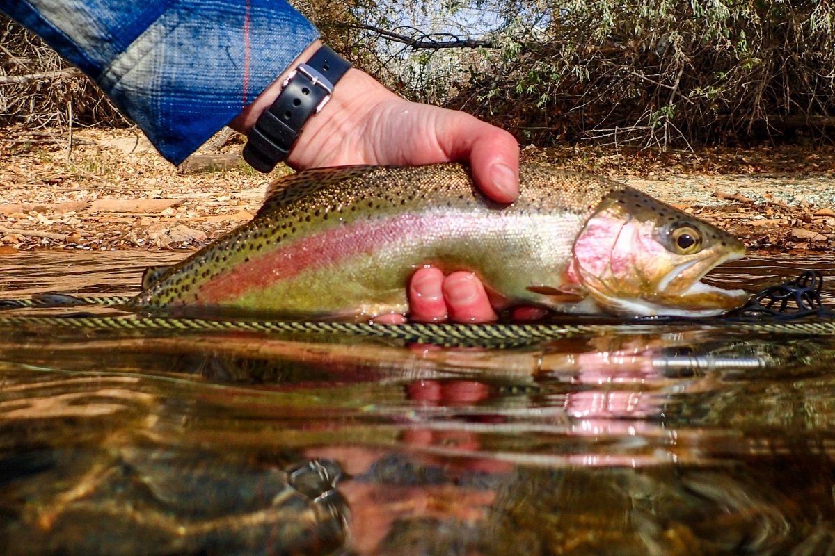 Redband Rainbow Trout.