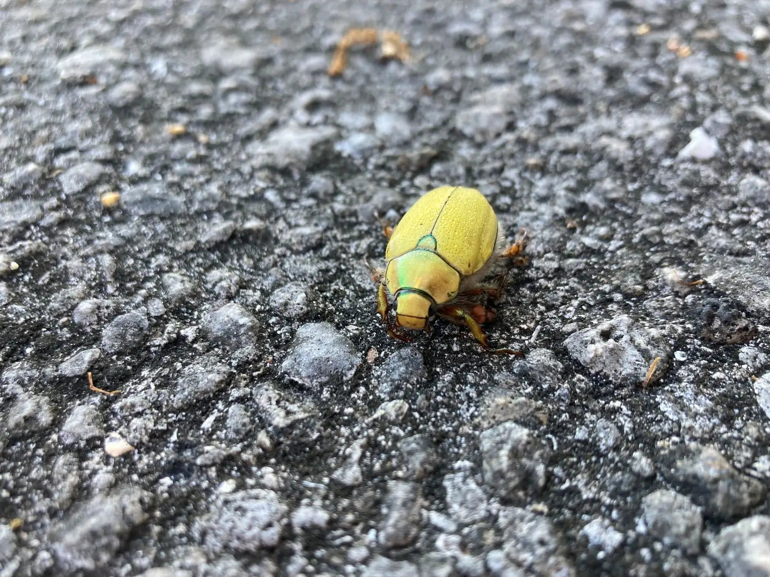 Close Up of Yellow Beetle
