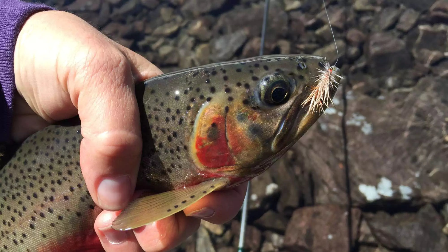 Cutthroat Trout Caught Fly Fishing in a High Mountain Lake