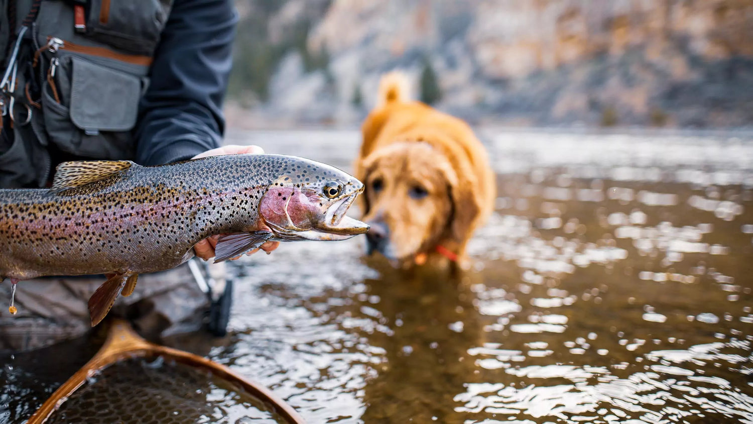 Trout Caught On a Fly Rod with Dog in Background