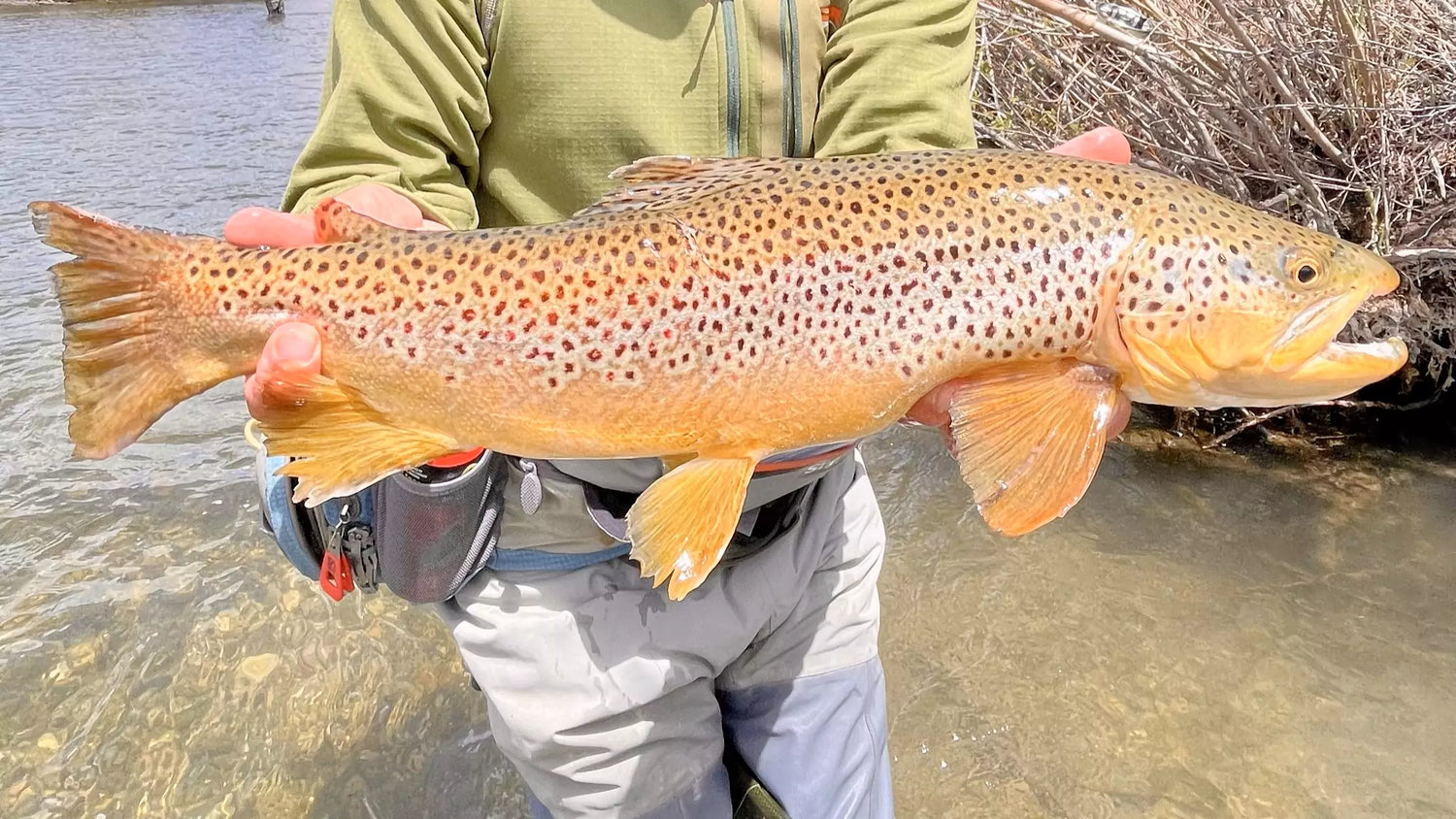 Large Brown Trout