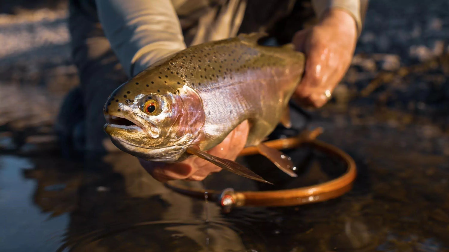 Large Rainbow Trout Caught with Fly Fishing Rod