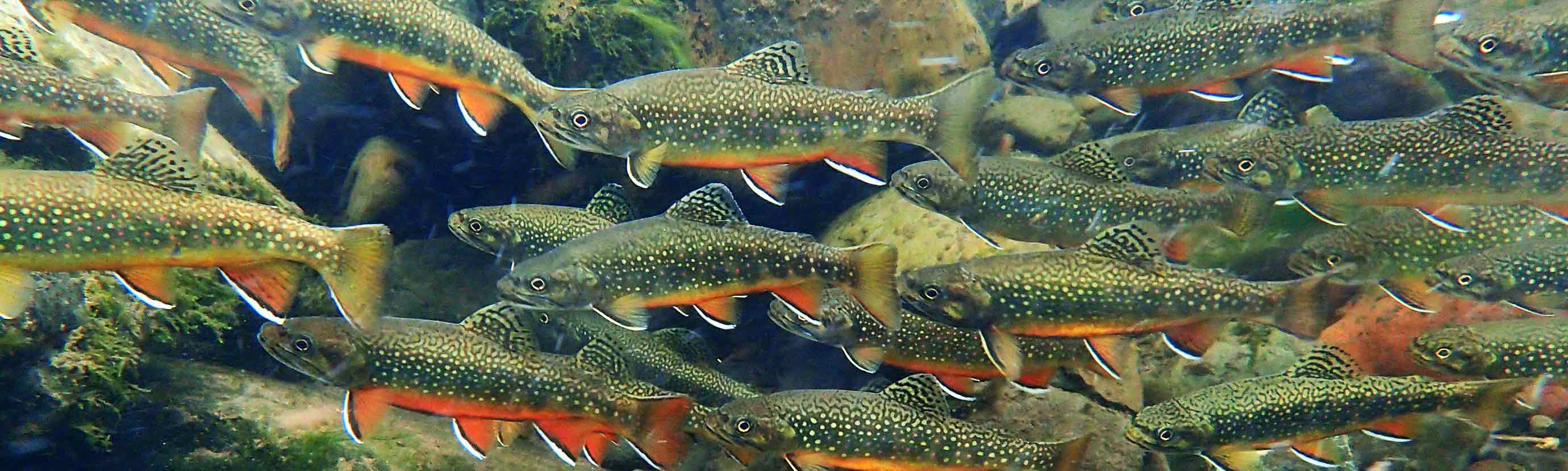 Brook Trout Schooling