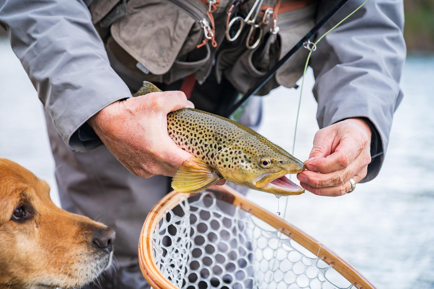 Dog looking at a trout caught by a fly fisherman