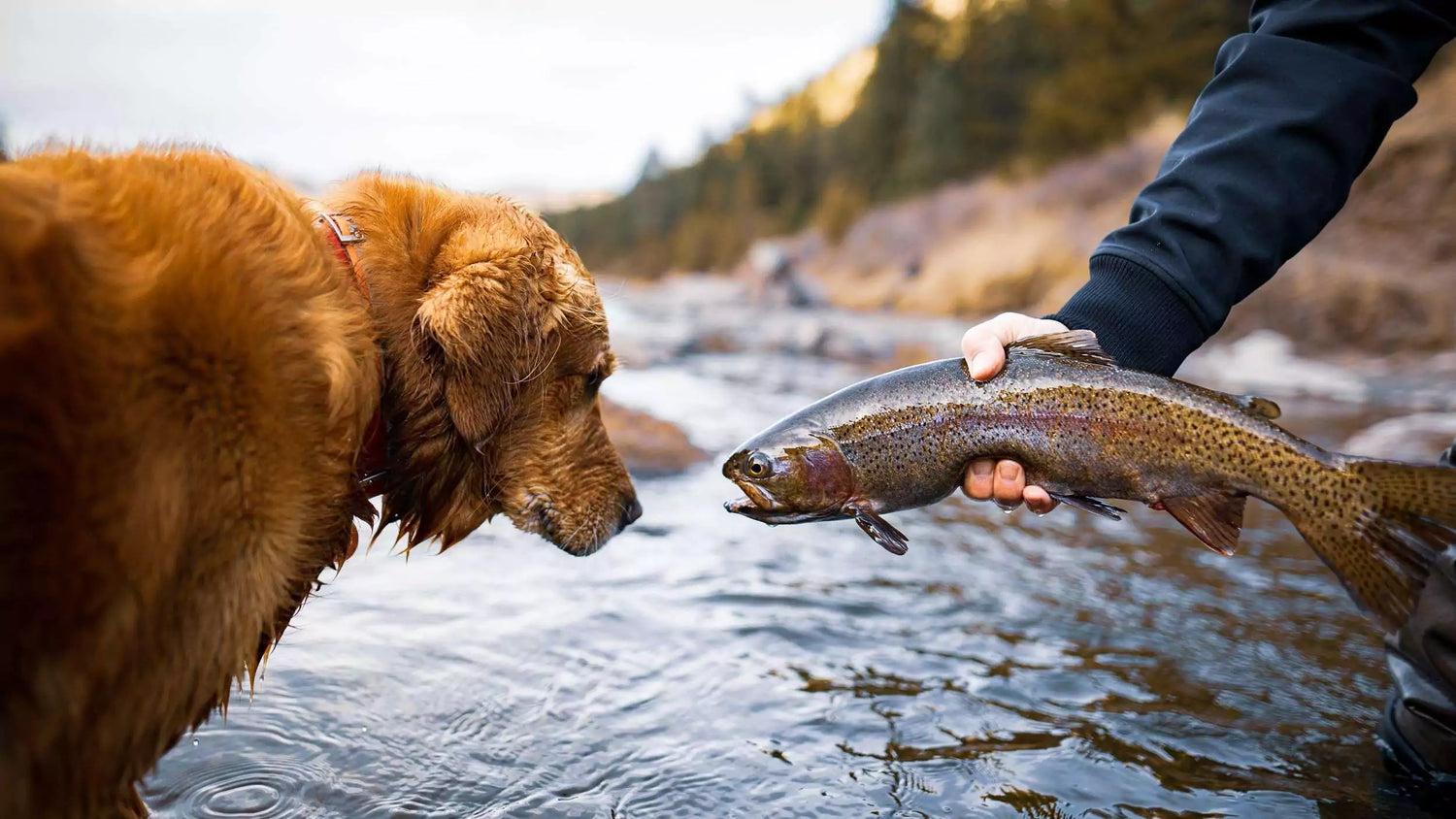 Golden Retriever and Rainbow Trout Face to Face 