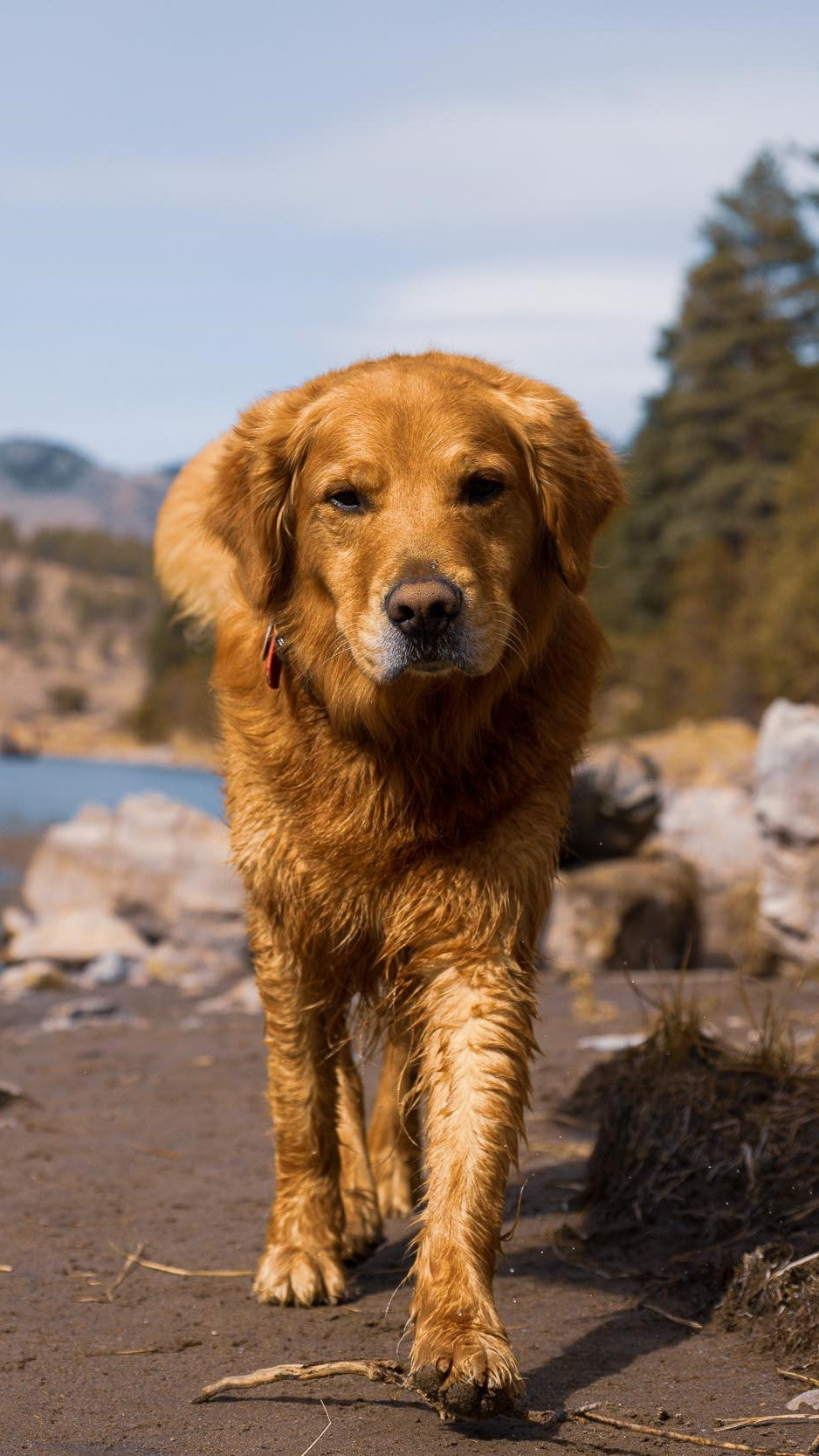 Lincoln Walks Along the Riverbank During a Fly Fishing Outing