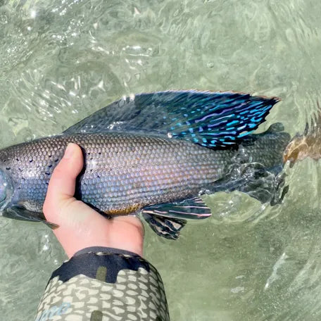 Fly Fishing for Arctic Grayling